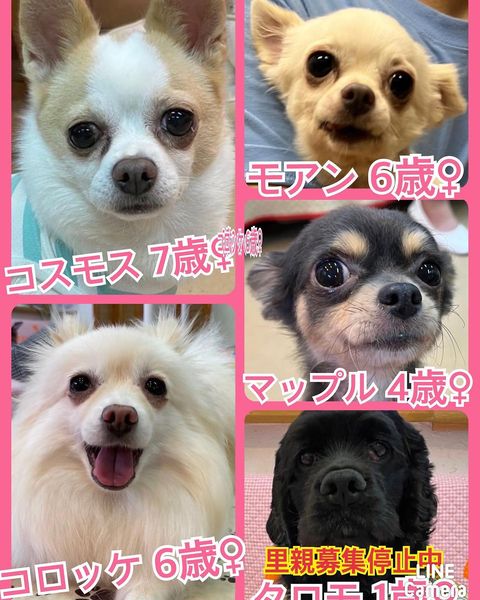 🐾今日の里親様募集中ワンコ🐶メンバーです🐾2022,10,6【保護犬カフェ天神橋店】